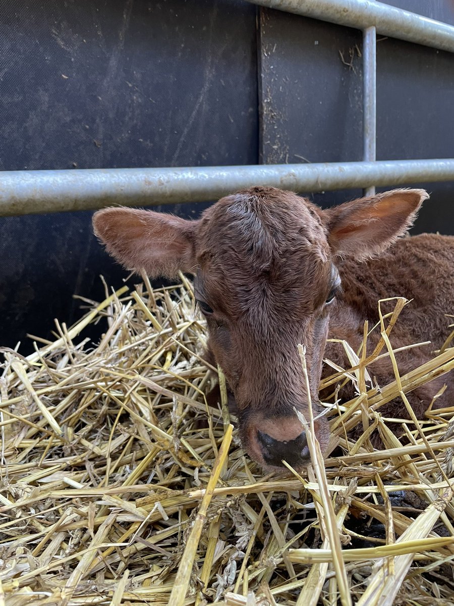 ReeveHelen's tweet photo. My latest little project is this little lady who’s the tiniest Dexter I’ve ever seen. She’s getting stronger and hungrier every day - hoping she’ll grow into those ears one day #minimoo #diddy #littlecutie https://t.co/hUoi3DOLWx
