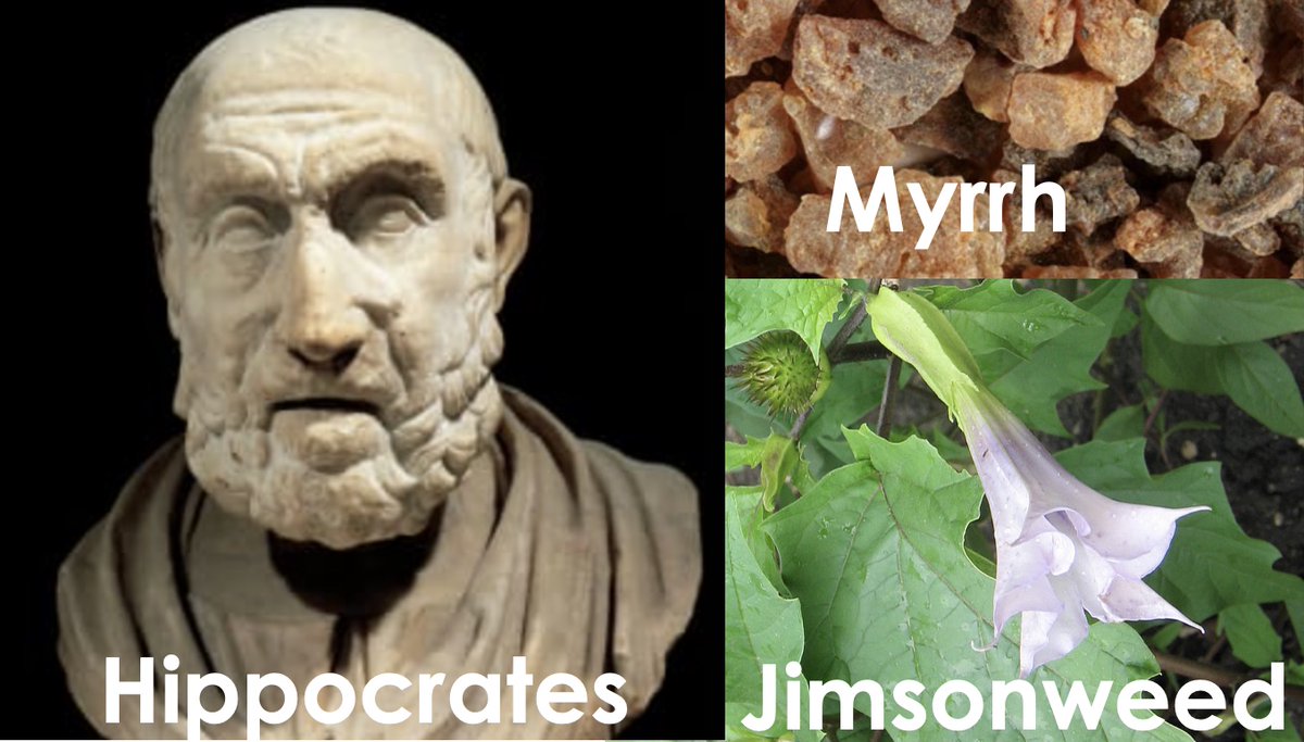 Here is a 2,400 year old recipe for an ear salve from the Hippocratic Corpus - Juice of jimsonweed mixed with sweet wine, honey, resin, myrrh, and nitre. Jimsonweed and myrrh are antibacterial, myrrh is also an analgesic and anti-inflammatory #histmed #otohistory