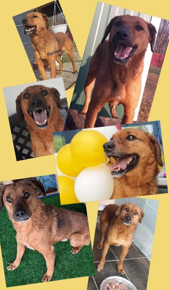 Will our boy ❤️ ROMEO ❤️ ever get his happy ever after?

He has been waiting for his forever home for 8 YEARS. His sister was recently adopted & Romeo has been left behind 💔

Could you offer him a loving home?

dnvsaveanimals.com/?p=1647

#k9hour #rescuedogs #TeamZay