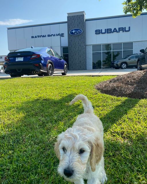SubaruBR's tweet photo. Everyone meet Millie the Suba-doodle! She is the newest addition to the Subaru of Baton Rouge family! #subarulovespets #subie https://t.co/bs3ipL0ugz