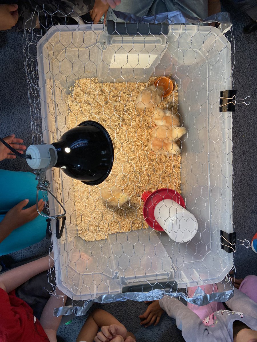 perosevicl's tweet photo. We enjoyed a visit from the chicks, to tie in our learning about lifecycles. We reviewed place value and explored numberless number lines. We prepared painted art for our Eric Carle art. https://t.co/WjqEzmCs06