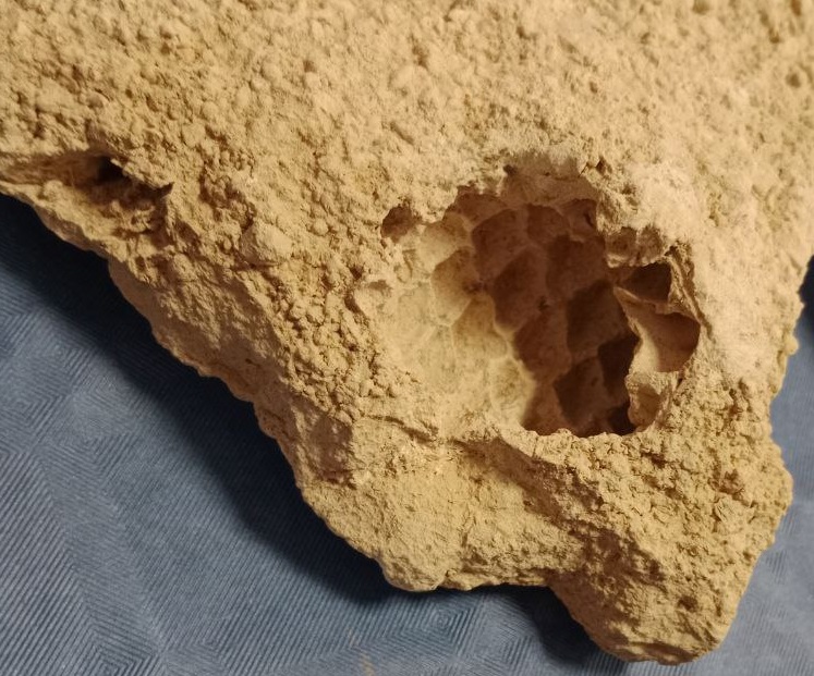 valeriorc's tweet photo. Los fósiles vegetales nos pueden ayudar a saber un poquito más la distribución vegetal de las islas.
#Paleontología #Agache #fósiles @FenixCanarias https://t.co/c29vmPWO7u