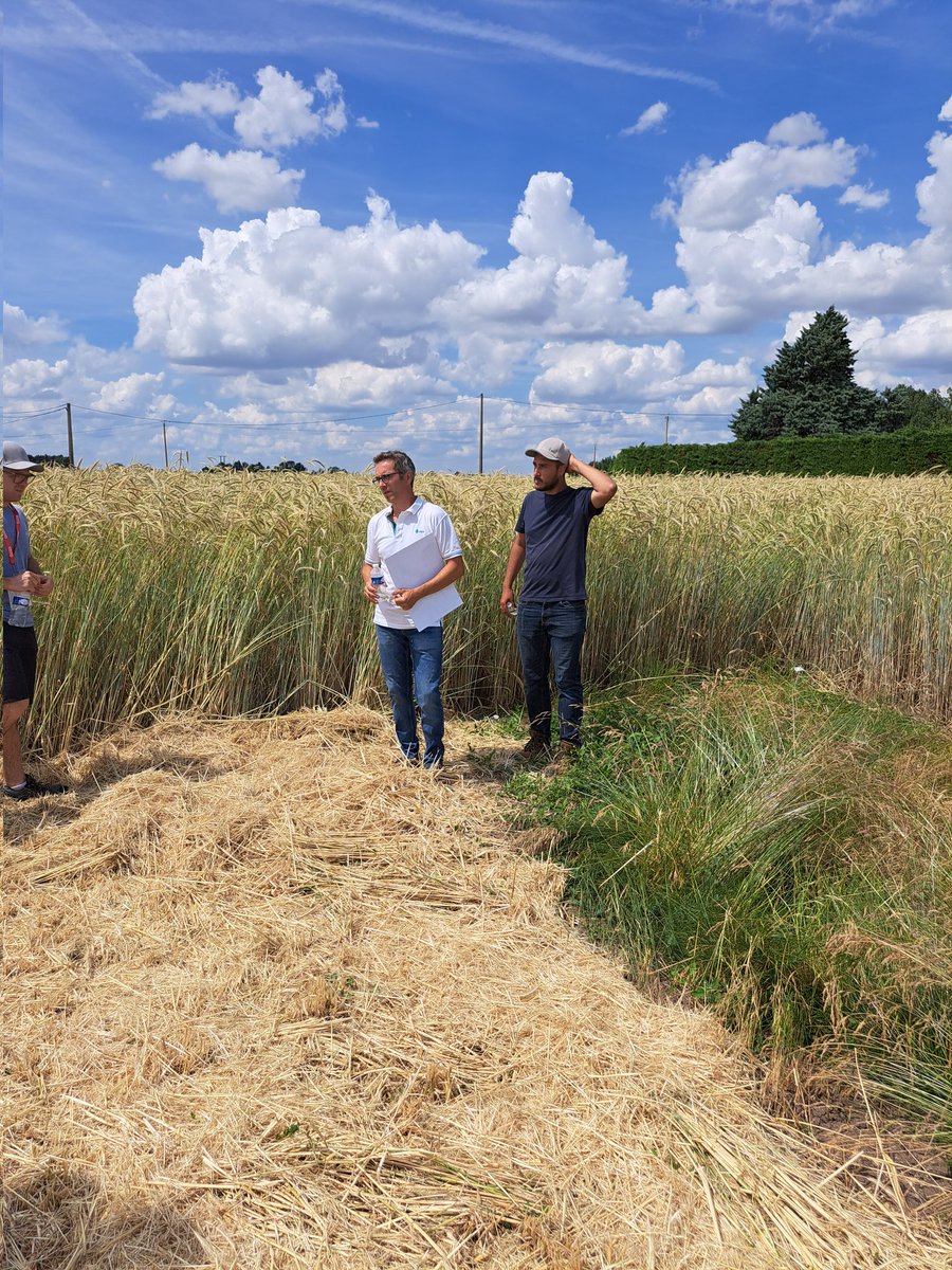 semaeOuest's tweet image. Visite chez #DSV pour mieux comprendre les enjeux autour de la sélection des #gazons et #fourragères. Petite immersion dans une micro parcelle entourée d'orge pour éviter la contamination du pollen extérieur.
#ISHG2023
#Ceuxquifontlessemences