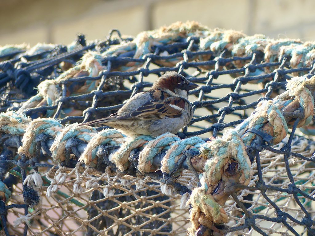 @BirdsByStiofan The sparrows love hanging out in and on the fishing basket things (I’m sure there’s a name for them but I can’t remember it) at Bridlington Harbour.