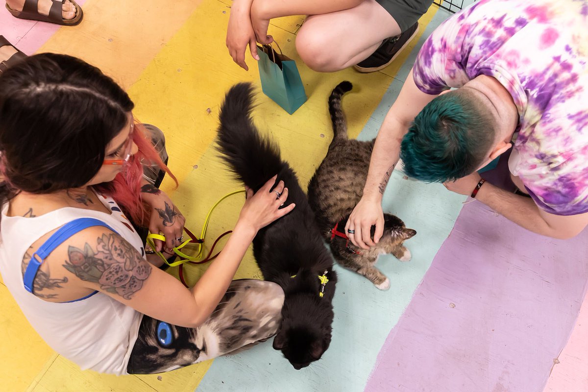 This year's #YEGCatFest presented by <a href="/homesalivepets/">Homes Alive Pets</a>,  raised $15,000 for Furget Me Not Animal Rescue, plus an additional $1,000 for our cat yoga partner Community Cats! We couldn't have done it without your purrticipation &amp; support. Thank meow!! edmontoncatfest.com/15000-raised-f… #yeg