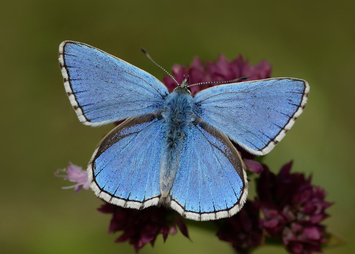 The Adonis Blue butterfly is one of the most characteristic of unimproved southern chalk downland, where it can be seen flying low over shortly grazed turf (typically steep, south-facing slopes)

butrfli.es/2ZMCLOc

📷 Iain H Leach
#Springwatch @BBCSpringwatch