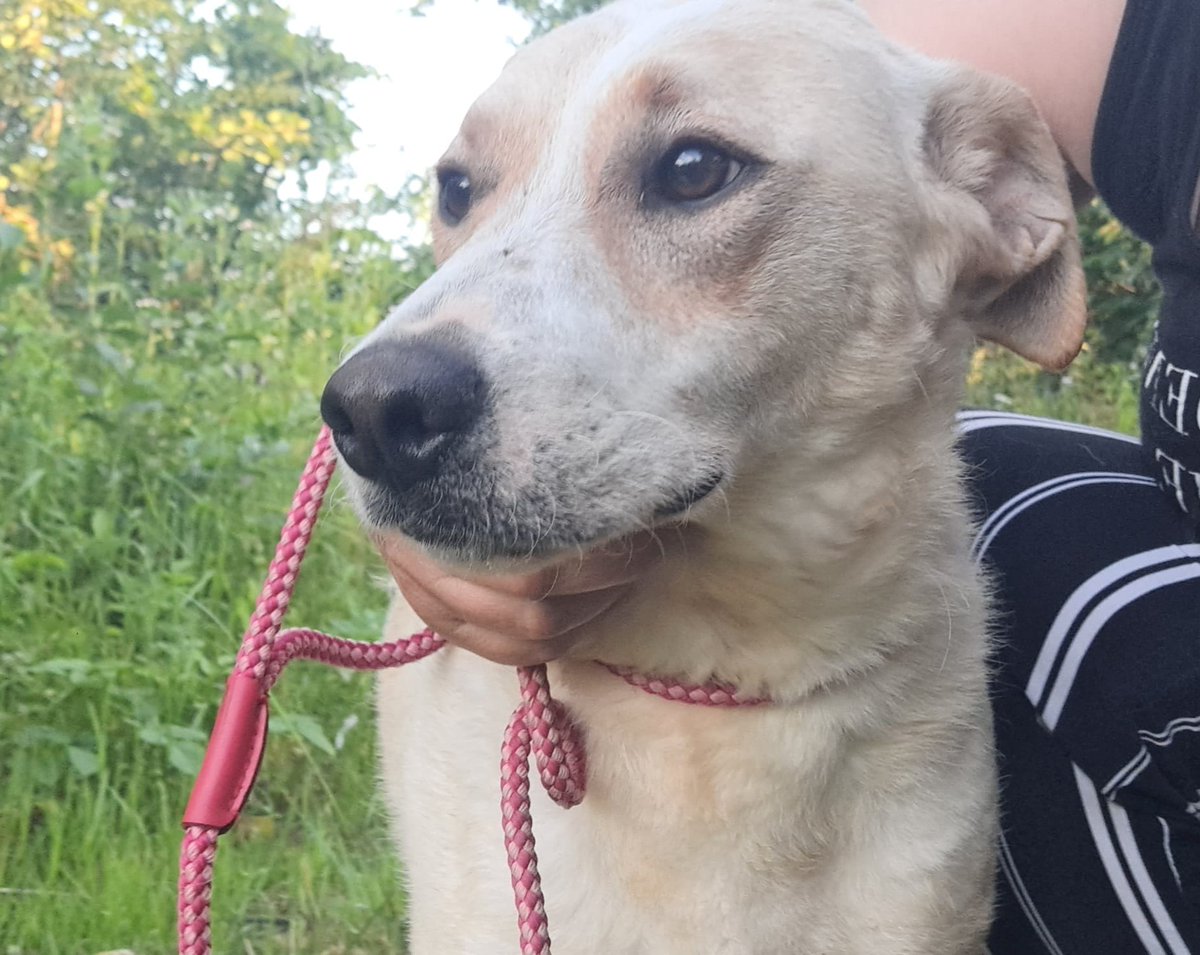 Still no applications for TOMMY 💔

There must be someone out there who can love this sweet boy? 🙏

More information available on our website👇
dnvsaveanimals.com/?p=574

#k9hour #dogsoftwitter #teamzay #rehomehour