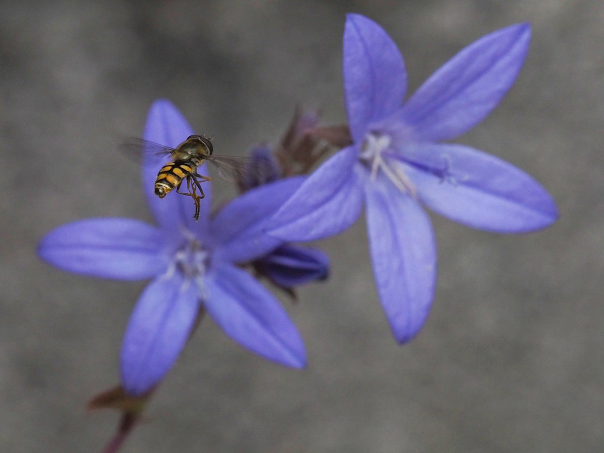 Off to work #Togtweeter #ThePhotoHour #snapyourworld #insects #flies #pollinators #flowers #plants #NaturePhotography #bee #hoverfly #bumblebee