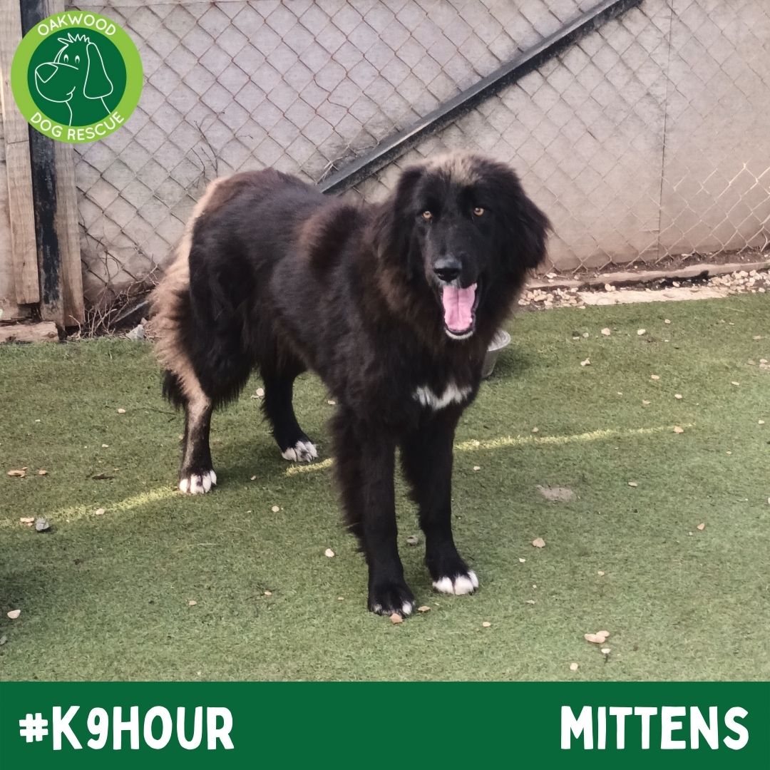 For #k9hour we have Mittens looking her best in the hope to find her forever home💚
oakwooddogrescue.co.uk/meetthedogs.ht…
#teamzay #AdoptDontShop #RescueDog #dogsoftwittter  #adoptdontshop #rescue #dogsoftwitter #rehomehour