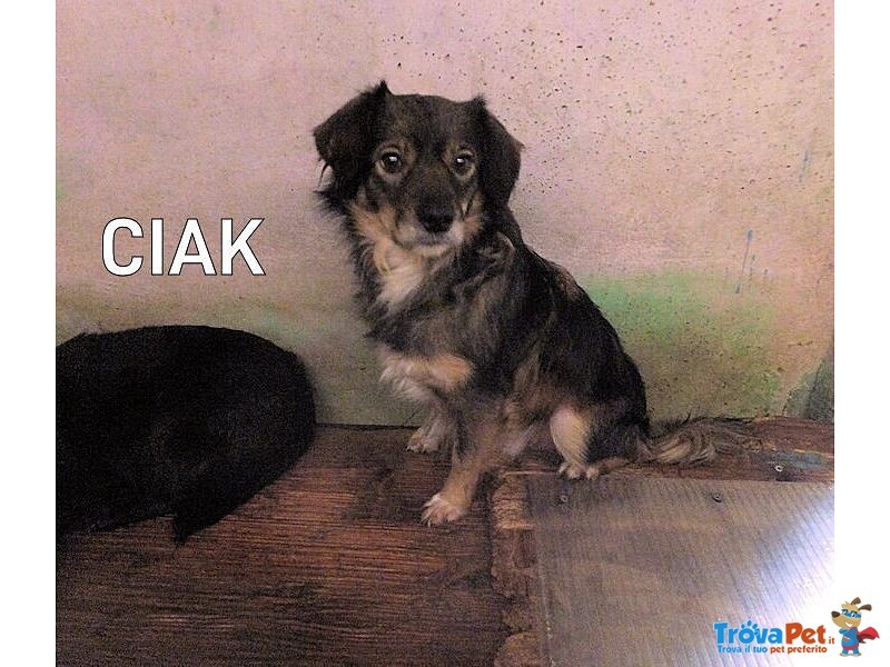 #AltraRazza maschio  in adozione a #Frosinone