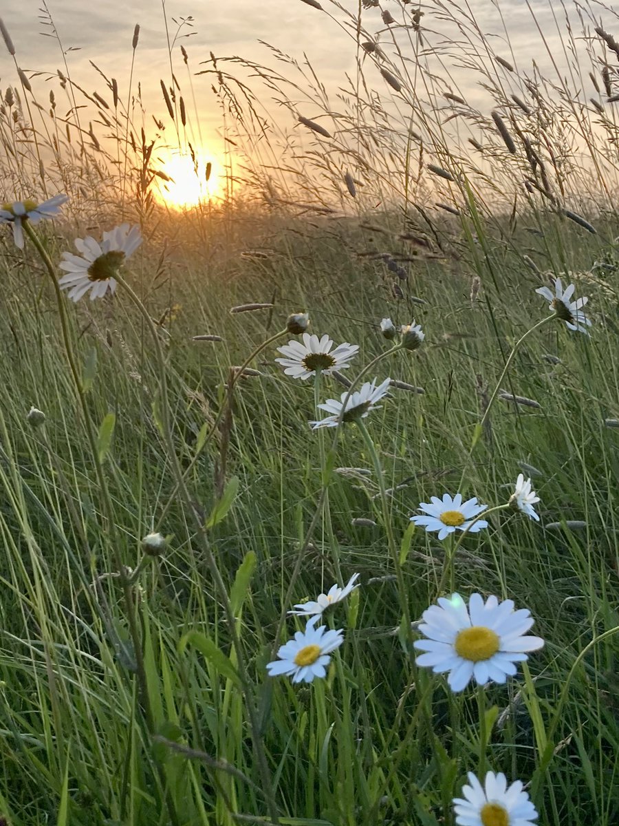 Never going home … this is my home now 💚
#WildFlowers
#Sun