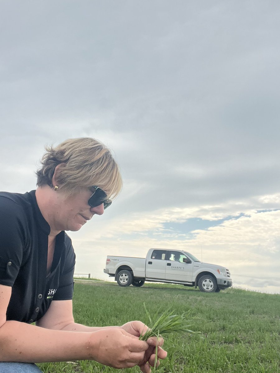 Staging high fertility wheat for Manipulator!  #bringinthebushels #ManipulatorPGR <a href="/_StaySharpe/">Sharpe's Crop Services</a>