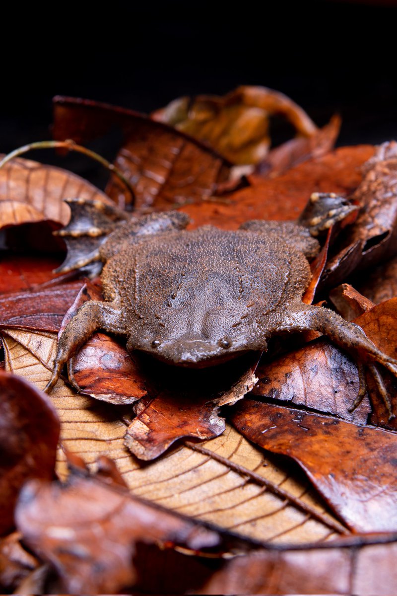 Yesterday, I went out to find a frog that has not been seen or photographed locally in over 30 years and was believed to be extinct in Trinidad and Tobago. Yesterday, I caught that frog! This is the Suriname Toad.