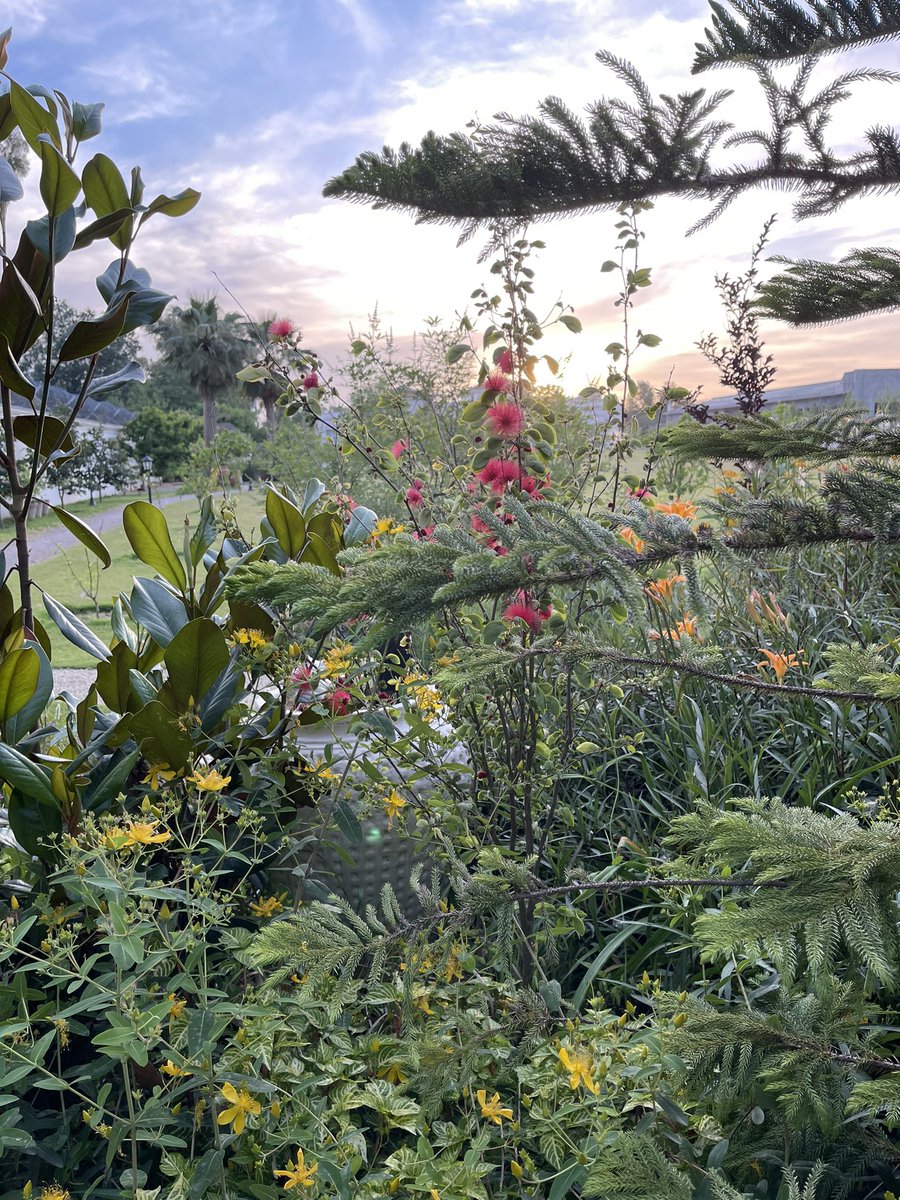 A beautiful afternoon.. #GardenersWorld #gardening #GardeningTwitter #garden #nature #naturelover #NaturePhotograhpy #FlowersOfTwitter #flowers #floral #HomeGarden #photography #flowerphotography #landscapelovers #landscape