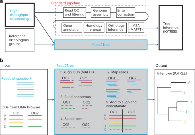 sedlazeck's tweet photo. Really excited that @naturemethods highlights our method Read2Tree. Nice writeup on why @DessimozLab (@ddylus @SinaMajidian) &amp; we (@BCM_HGSC) are so excited about it! 

@ddylus @SinaMajidian @AdrianAltenhoff #Bioinformatics 
Git: https://t.co/w2Hxr7YS3n
https://t.co/STTzI4tdhU https://t.co/zdeSMik22S