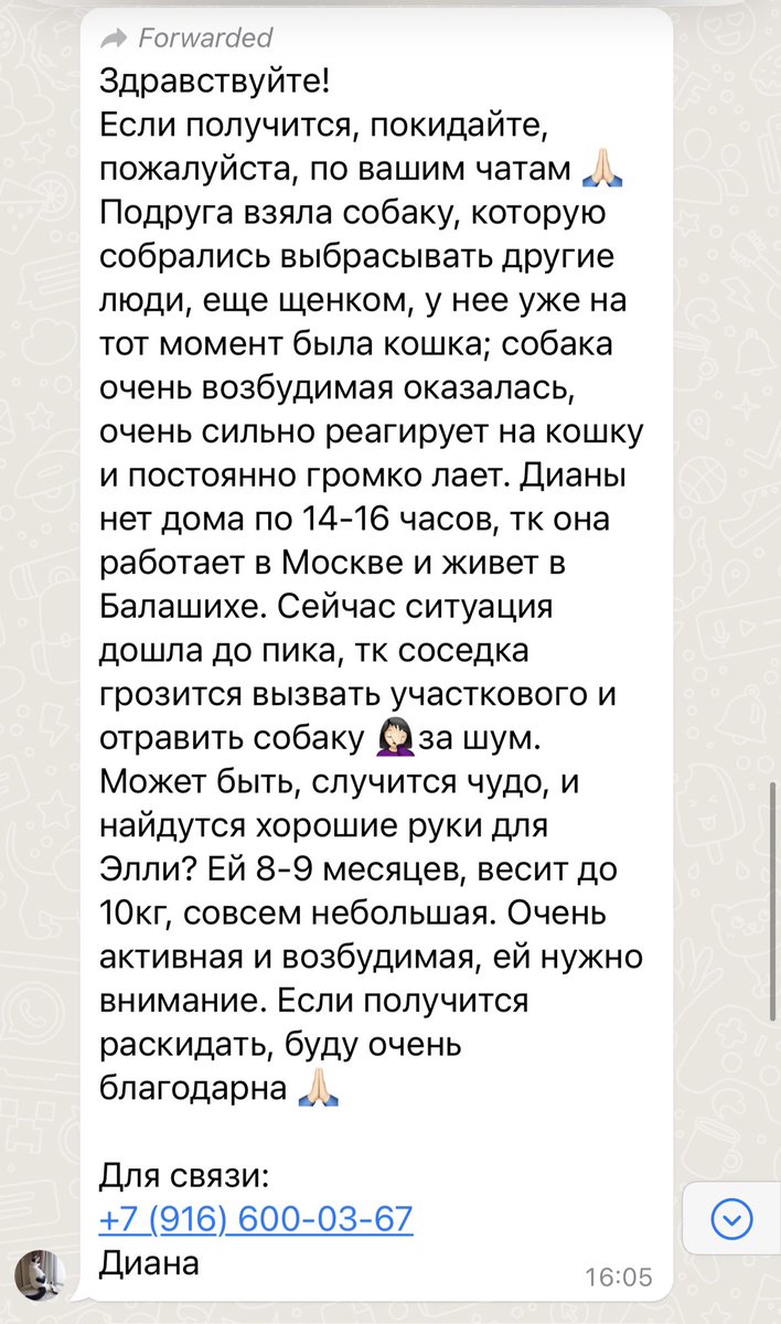 ВЗРОСЛЫЙ КОНТЕНТ on Twitter: "RT @teacherrka: МОСКВА/МО/БАЛАШИХА Элли ...