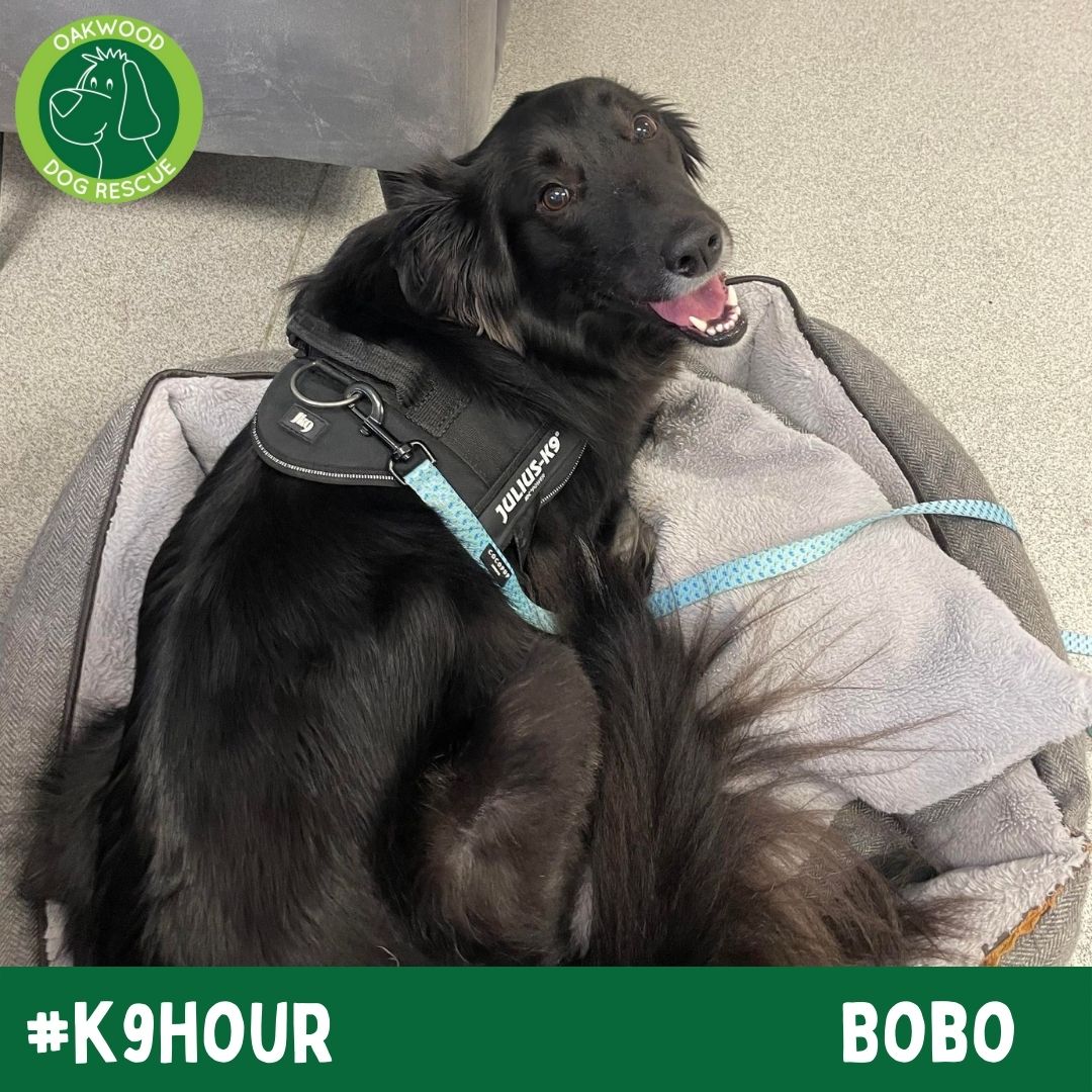 OakwoodRescue's tweet photo. For #k9hour we have Bobo looking his best in the hope to find his forever home💚
https://t.co/jb1otP7f20
#teamzay #AdoptDontShop #RescueDog #dogsoftwittter  #adoptdontshop #rescue #dogsoftwitter #rehomehour https://t.co/HROxmAdN2C