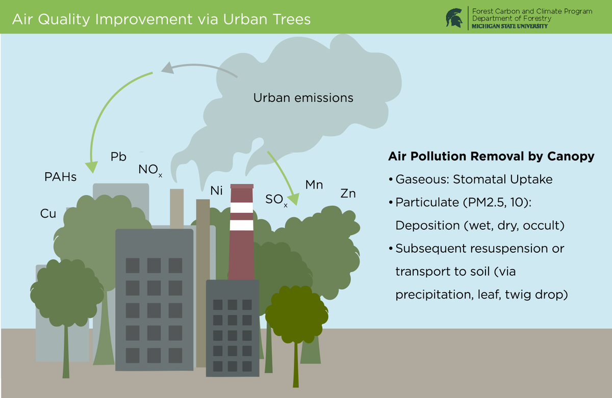 Happy #ORL Monday! We are highlighting a graphic created for our Urban Forestry course, coming soon in 2024. This graphic shows air quality improvement via urban trees; implementing 🌳 in urban areas creates a canopy that can aid in removing air pollution. bit.ly/3MJ9m0k