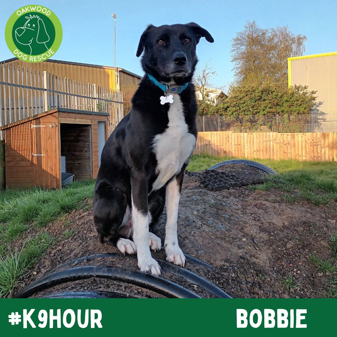 For #k9hour we have Bobbie looking his best in the hope to find his forever home💚
oakwooddogrescue.co.uk/meetthedogs.ht…
#teamzay #AdoptDontShop #RescueDog #dogsoftwittter  #adoptdontshop #rescue #dogsoftwitter #rehomehour