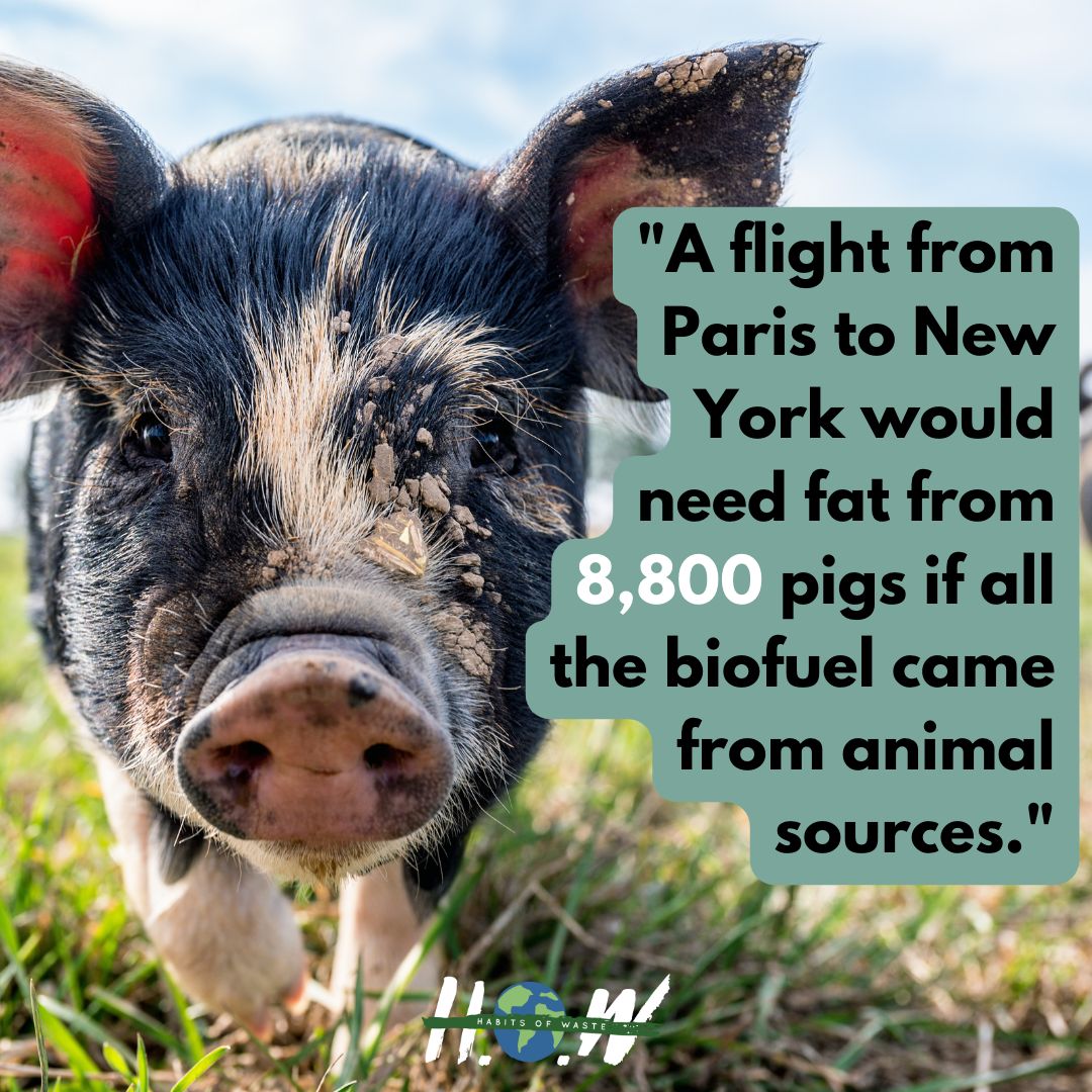 Demand for fuel made from animal by-products is expected to triple by 2030, with airlines leading the charge. To make matters worse, experts fear the induced scarcity will force other industries to use more palm oil - a huge generator of carbon emissions and deforestation. @BBC