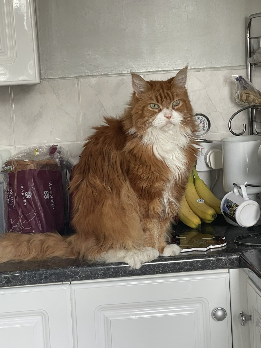stabigailsmiley's tweet photo. Life update: 

Made it a year into his sentence ✅

Still have a ginger house ferret ✅

Currently not an idiot for having a convertible in Scotland ✅ https://t.co/Am6YfMHOqq