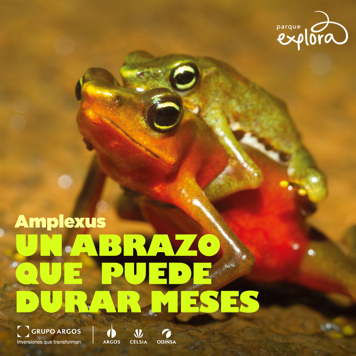 ParqueExplora's tweet photo. Hay abrazos que, mientras más apretaditos, son mejores. El de los anfibios — ranas y sapos — es un abrazo súper pegajoso llamado amplexus. El macho, más pequeño que la hembra, da un salto, sube a su espalda y la abraza por la cintura o por debajo de las axilas. https://t.co/fISPdVt7OR