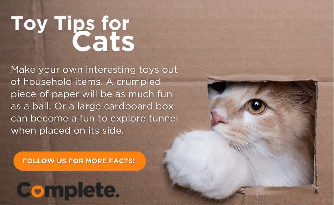 Toys are particularly crucial for indoor cats, who may not enjoy as much stimulation as their outdoor counterparts. 🧡🐱🧡

#cats #cattoys #catcare #cathealth #catoftheday #cutecat #completepetfood