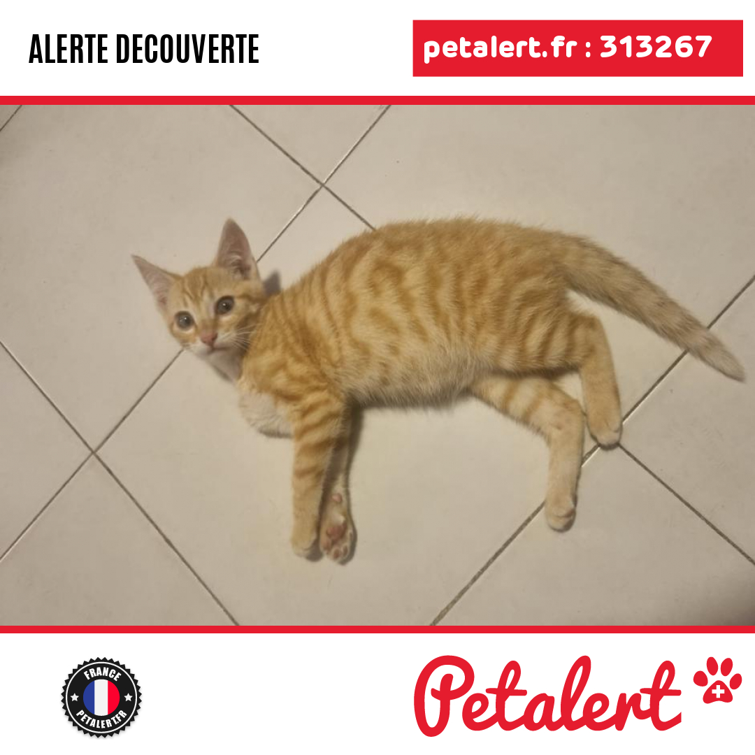 petalert_france's tweet image. Trouvé #Chat #AlpesMaritimes #LeCannet #Petalert  #PetAlert06 / p3t.co/ykxDA