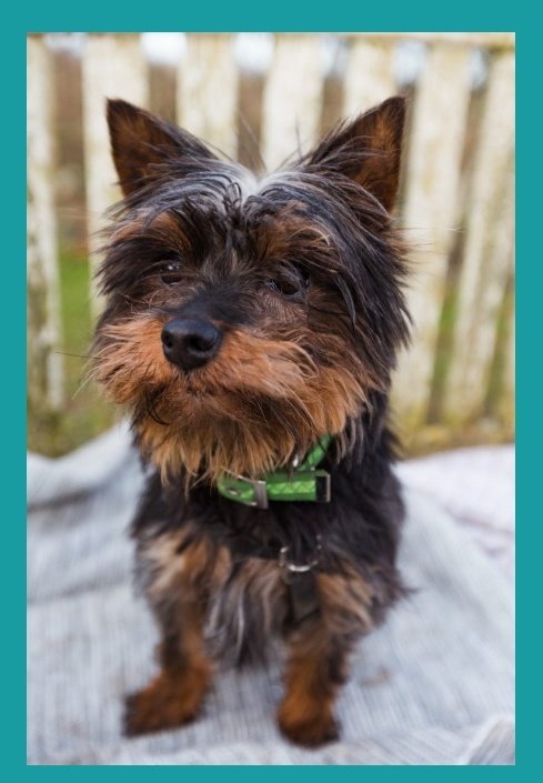 Benny is lookin for a home 🏡 
He is a 5yr old Yorkshire Terrier
Can your RT find him a home 🏡 
Check out the website for more information & all enquiries #Gloucestershire 
#AdoptDontShop #rehomehour #k9hour @cotsdogscats  cotswoldsdogsandcatshome.org.uk/animals/benny/
