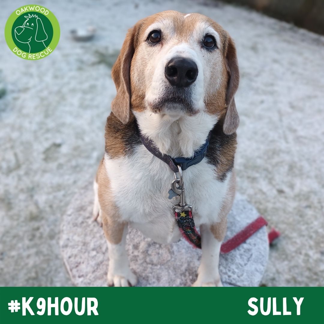 For #k9hour we have Sully looking his best in the hope to find his forever home💚
oakwooddogrescue.co.uk/sully
#teamzay #AdoptDontShop #RescueDog #dogsoftwittter  #adoptdontshop #rescue #dogsoftwitter #rehomehour