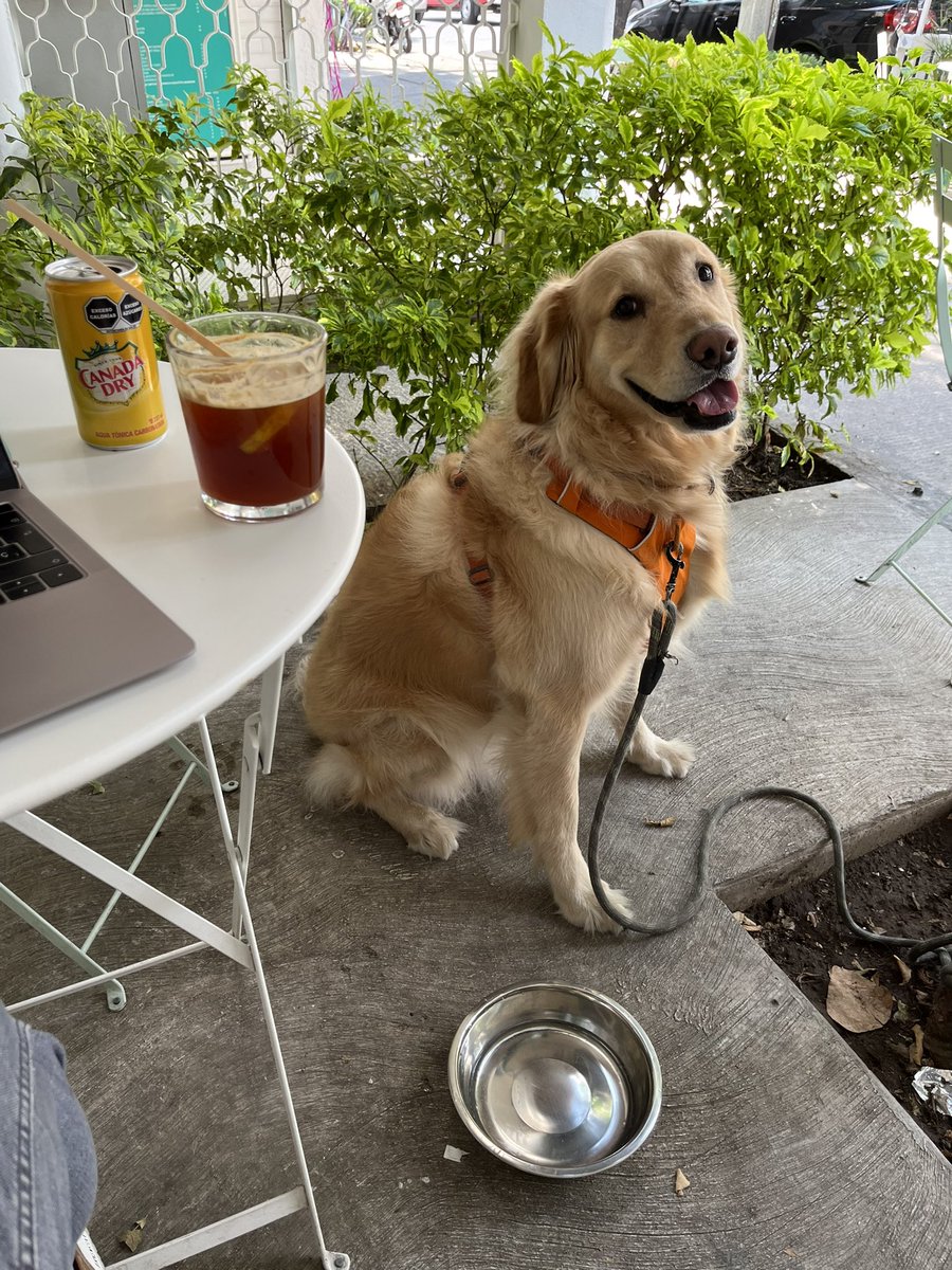 BakeryMexico's tweet photo. 😎 Humano: expreso tonic en las rocas.
Perruno: platito de agua fresca.
Cada quien se refresca a su modo.
📍Parroquia 306 @En_laDelValle #coloniadelvallecdmx #dondeircontuperritocdmx #petfriendlycdmx #calor #lunes https://t.co/FyFLS1hLj3