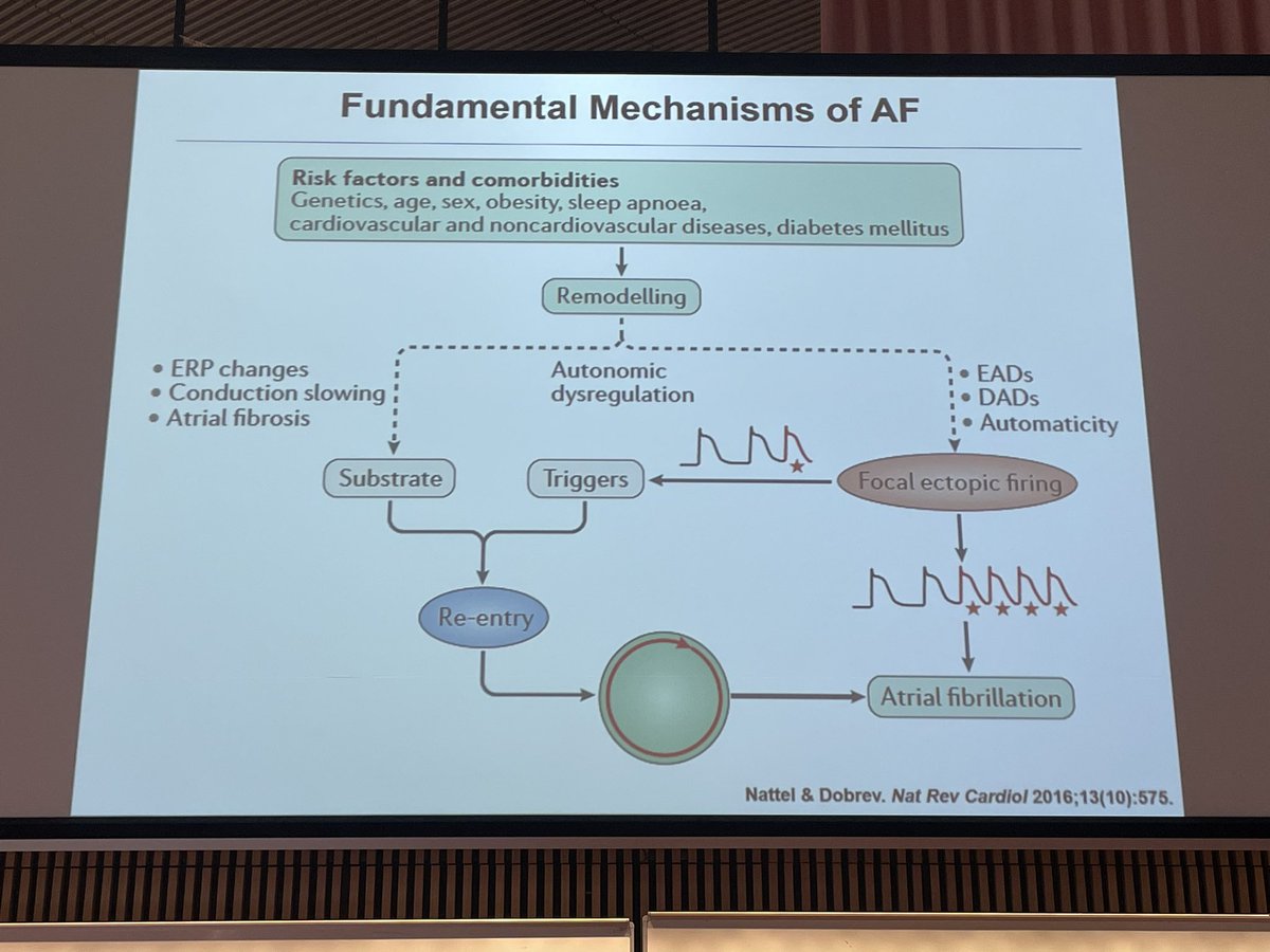 CarolRemme's tweet photo. Many congratulations to Dobromir Dobrev on a fantastic and inspiring #CCW lecture on #atrialfibrillation at the @escardio #EWGCCE meeting 👏👏👏
@JordiHeijman @OdeningLab @niels_voigt @danmjohnson @MortenBThomsen #basicEP #EPeeps https://t.co/Cdh6jo4u7H