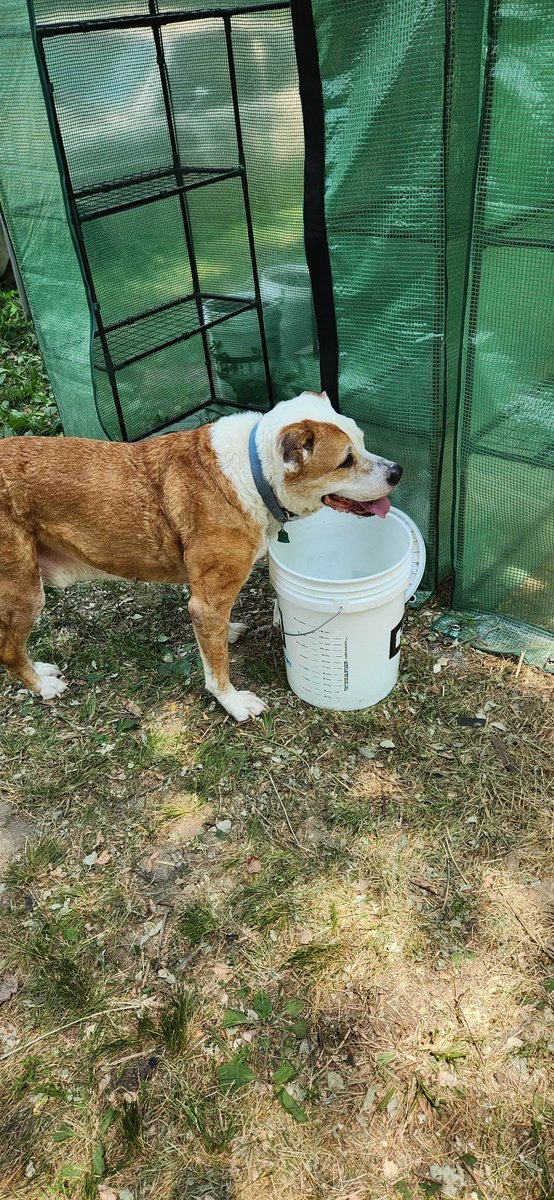 Gentle_Loki's tweet photo. Grandpa, eyes gotta use dis bucket fur mez squirrel buddy. Make shure itz full cuz he gotz furiends too.
#dogs #doglovers #animals #pets #puppies #ProudPittieParent #pitbullstrong https://t.co/HMyahnByv8