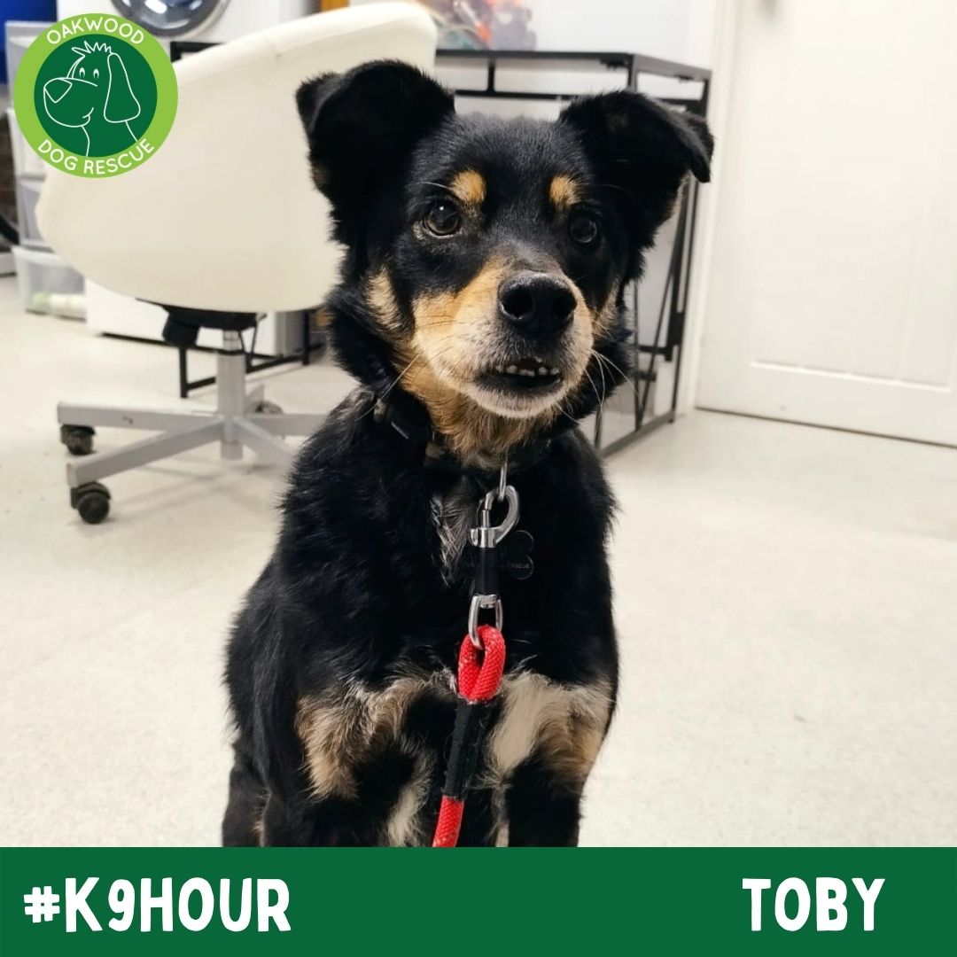 For #k9hour we have Toby looking his best in the hope to find his forever home💚
oakwooddogrescue.co.uk/meetthedogs.ht…
#teamzay #AdoptDontShop #RescueDog #dogsoftwittter  #adoptdontshop #rescue #dogsoftwitter #rehomehour