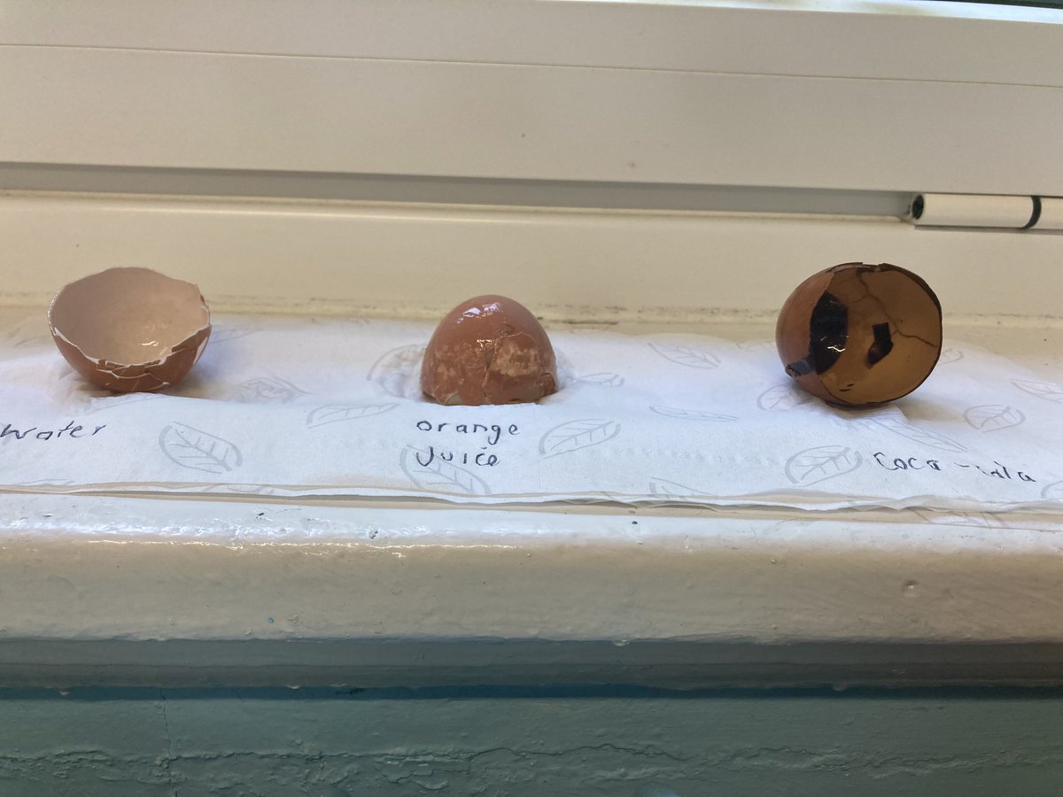 latimerprimary's tweet photo. #ClassCB were so shocked by the results of our egg shell experiment! We placed a shell in water, orange juice and coca-cola to mimic the impact these fluids have on teeth. We then reflected on our initial predictions.
#LatimerScience https://t.co/ym93QsqvCd