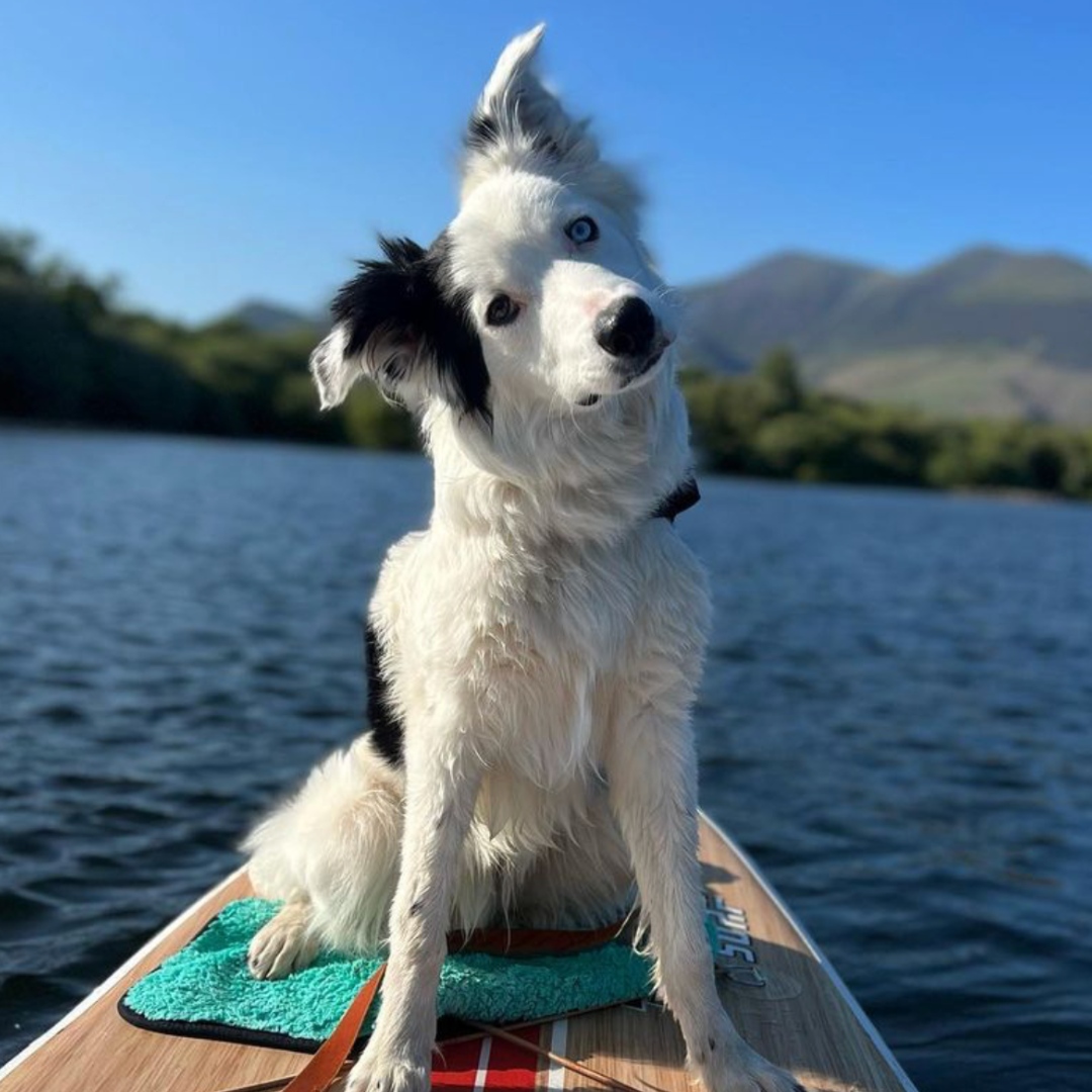 Mondays are for adventuring with our furry friends! 🐶
 
📸 : @autospark71 
. 
#thursosurf #thursosurfwaterwalker #paddleboard #sup #paddleboarding #standuppaddle #suplife