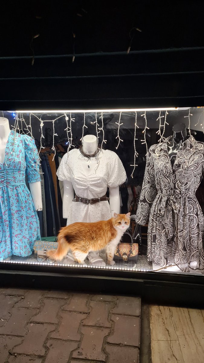 Arbër Kadia tweet media