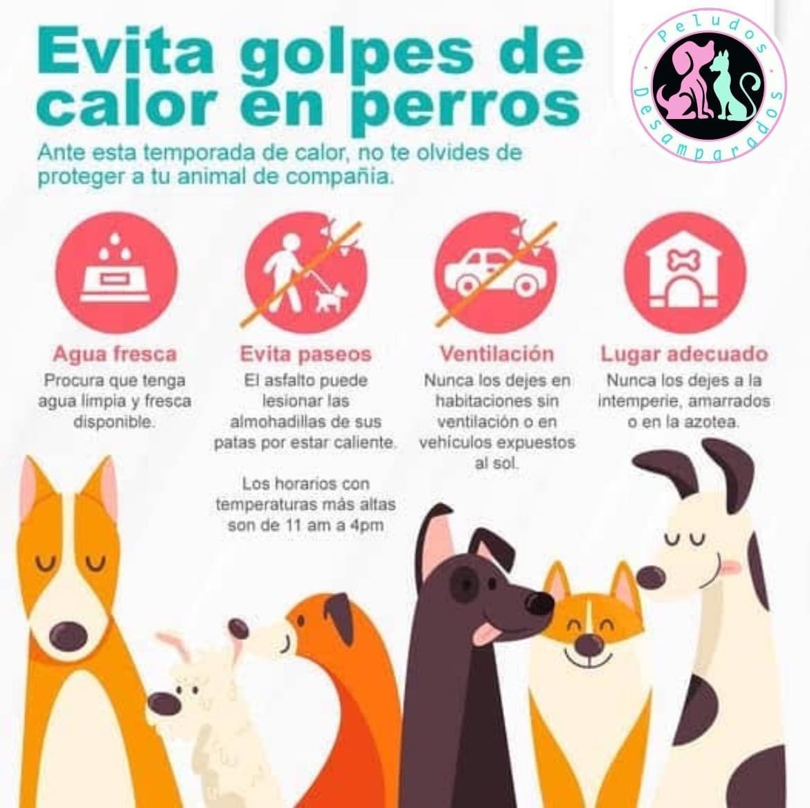 Peludos Desamparados tweet media