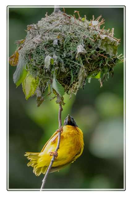 A #weaver #bird inspecting its #nest before collecting more material for the next #generation. This #bright #yellow #animal is native to the #water in the #savannas of #Africa. Shot using @NikonEurope #birdphotography #wildlifephotography #wildlifelovers #NaturePhotography