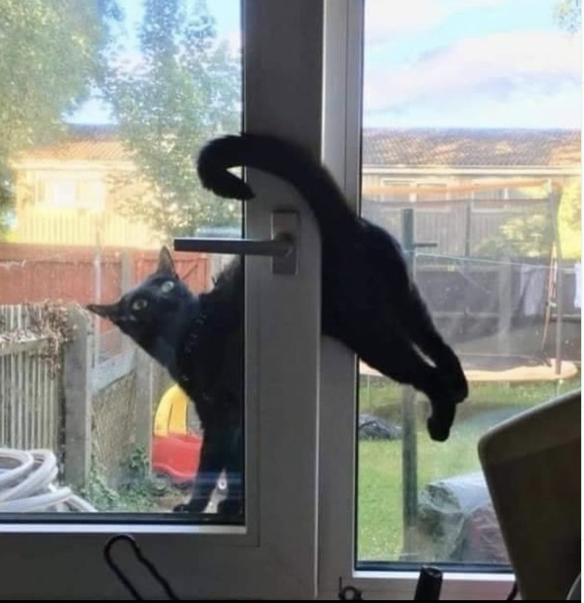 Catwheezie's Stash (@realcattohours) on Twitter photo 