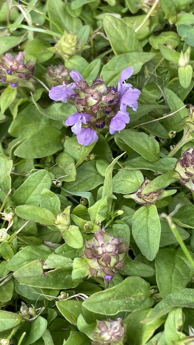 163/365 common selfheal #365in2023 #wildflowers #lawnlife #gardenlife #plantlife #NoMowSummer