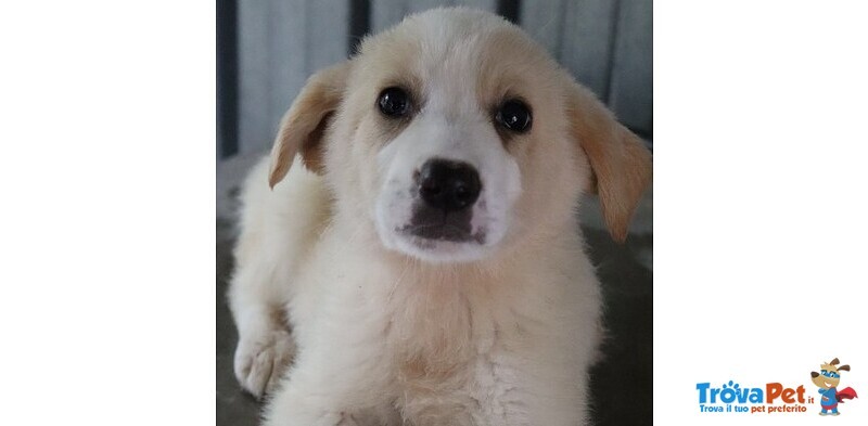 #AltraRazza femmina  in adozione a #Vicenza