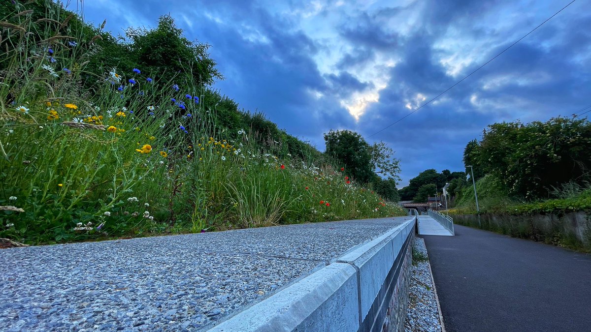 Fabulous wildflowers at Blackrock Station 🚂 

#StormHour 
#naturehour
#thephotohour
D163 &amp; 1257/1259
#100daysofwalking
#200daysofwalking
#round3crew 
<a href="/CorkWalking/">Walking in Cork</a> <a href="/CorkHealthyCity/">Cork Healthy Cities</a> <a href="/pure_cork/">Pure Cork</a> <a href="/corkcityparks/">corkcityrecreation</a> 
<a href="/corkbeo/">Cork Beo</a> <a href="/cortadoirl/">Cortado Coffee</a> 
<a href="/GetIreWalking/">Get Ireland Walking</a>