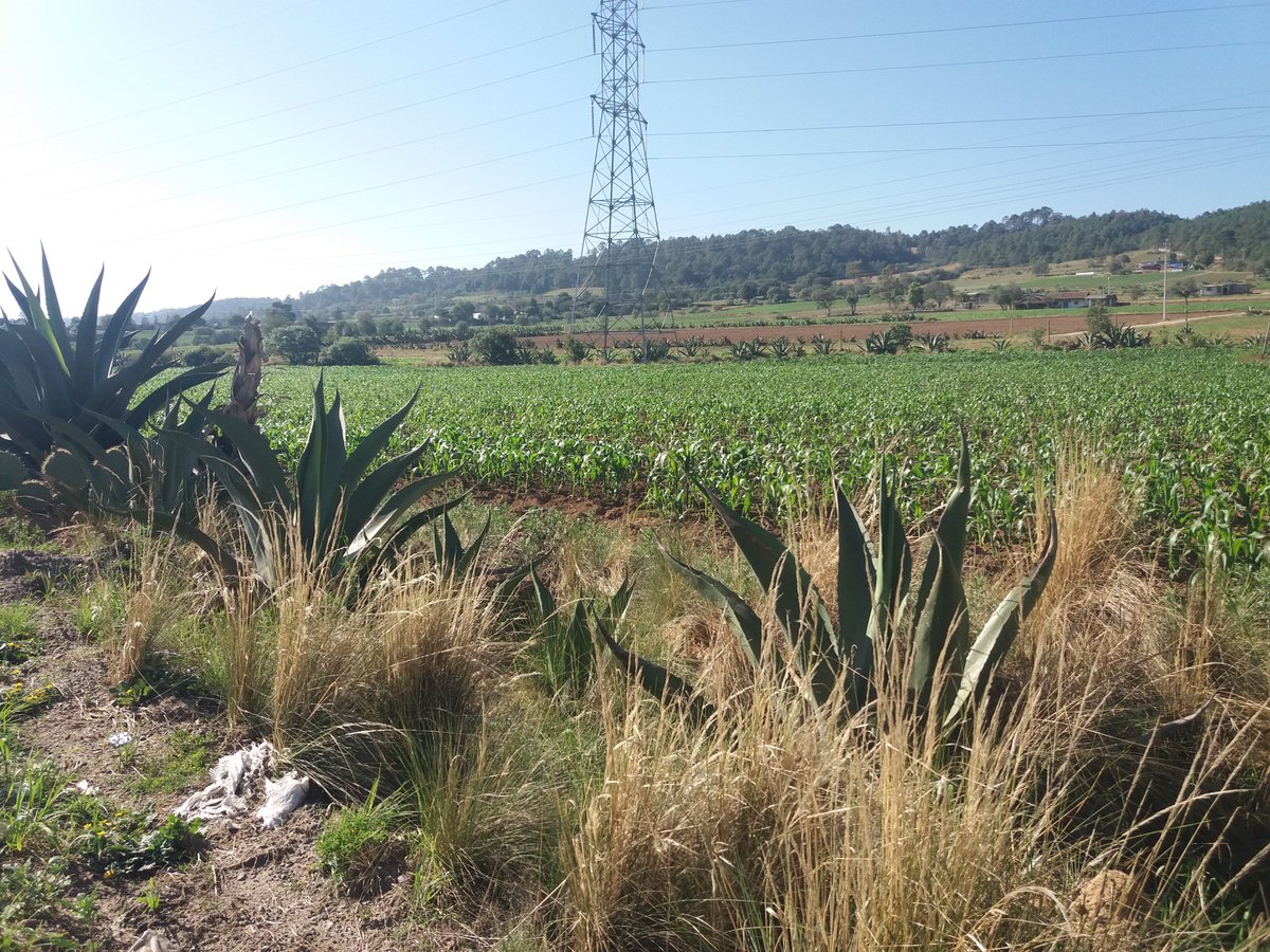 ElDaka22's tweet photo. ya vienen las #Elotadas!!! primera llamada primera.... 
#Esquites
#pinole
#tamales
#Tortillas
#molotes
#memelas
menciona que mas se hace con el #sagrado #maiz... 
soy #mexicano a mucha #honrra!!! https://t.co/Vxb9E26jvR