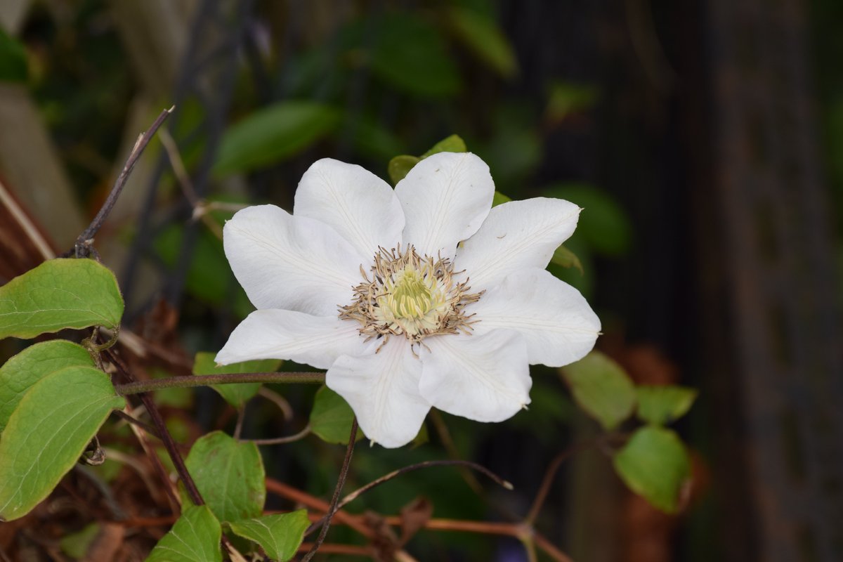 MyGarden_Uk's tweet photo. Which one do you like?

#BeautifulFlowers #Nature #LetItGrow #ColorsOfNature #ColoursOfNature #LightAndDark #Flowers #FlashOrNot https://t.co/IQCN5tGh00