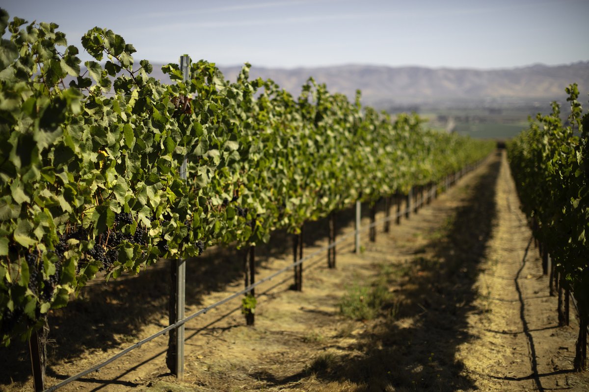 Being @SIPcertified means we are proud to offer you #wines crafted with conscientious quality and processes. We practice minimal till #farming, #composting, and energy #conservation with over 400 solar panels located on our grounds. Learn more: bit.ly/3GXPZQ0