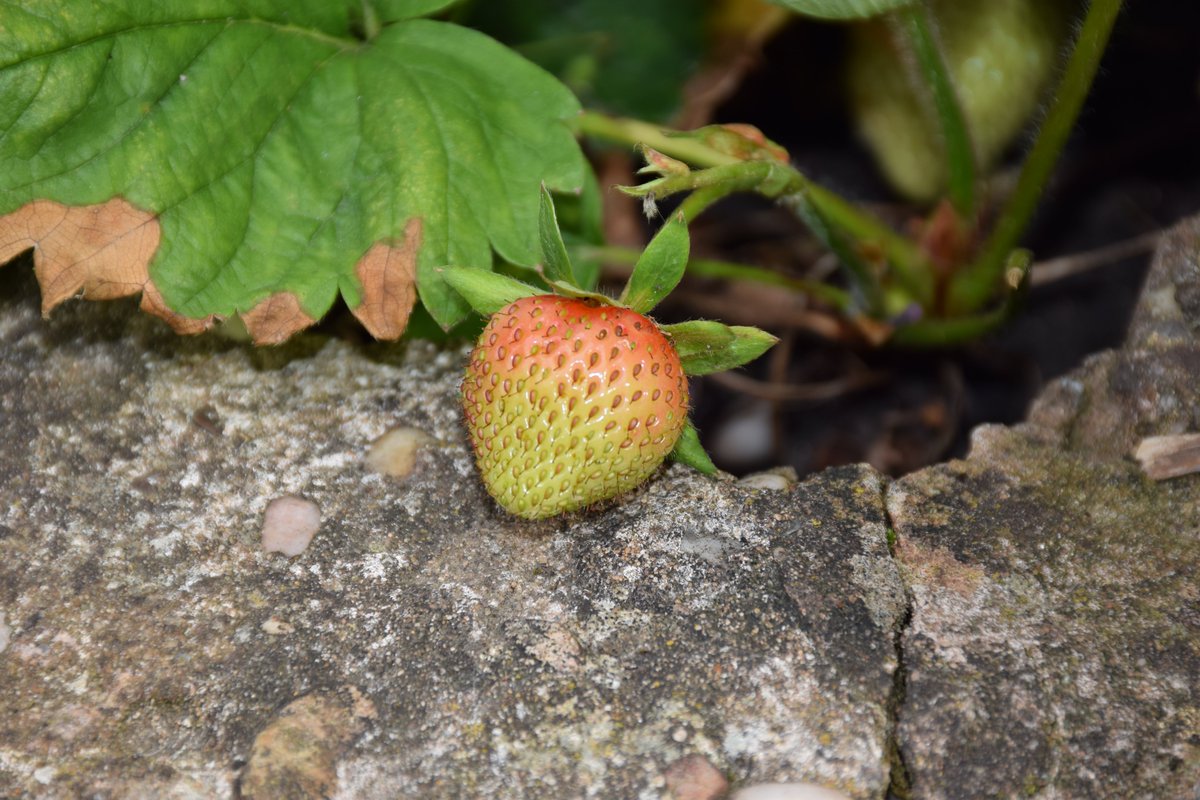 MyGarden_Uk's tweet photo. Which one do you like II?
#BeautifulFruits #Nature #LetItGrow #ColorsOfNature #ColoursOfNature #LightAndDark #Strawberries #FlashOrNot https://t.co/NqNSTXk9mp