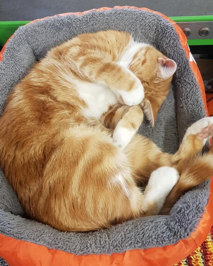 George The Stourbridge Junction Station Cat tweet media