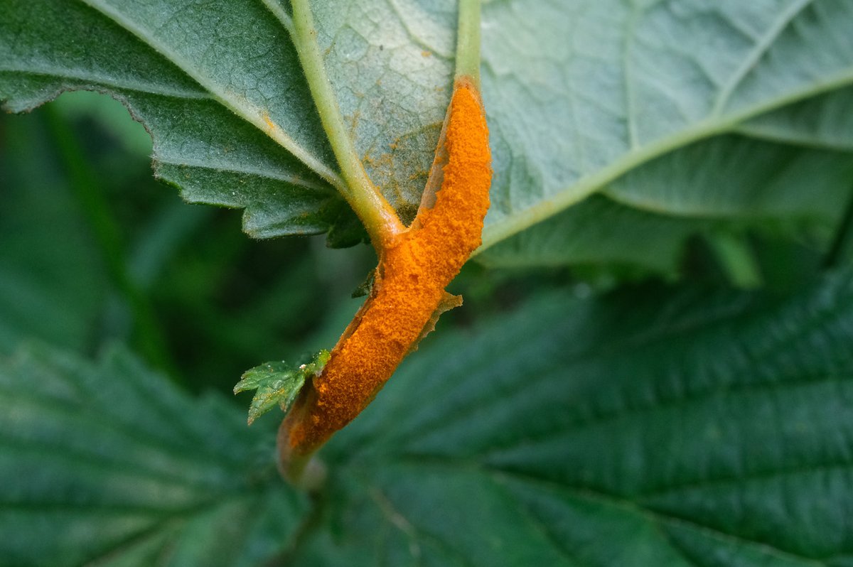 Rust #fungi