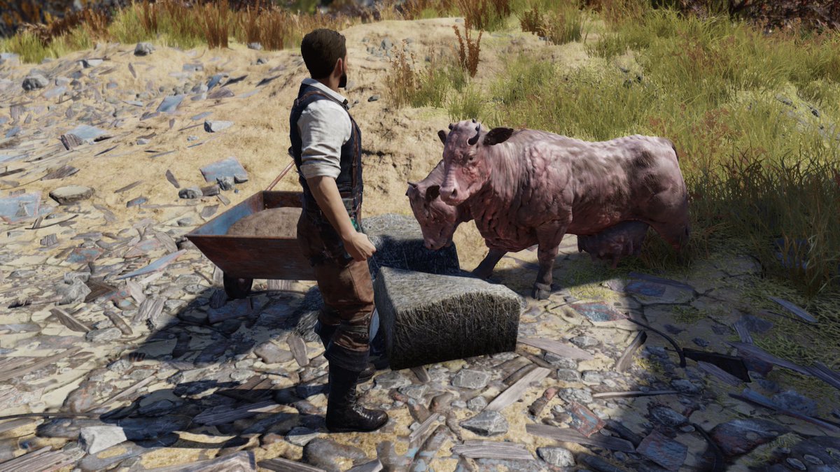 I have secured a Brahmin! Now to.. just.. figure out how the milking goes… BUT! Fresh milk will be going out for delivery SOON! #Fallout #Fallout76 #FalloutRP